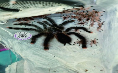 AVICULARIA METALLICA JUVIE TARANTULA